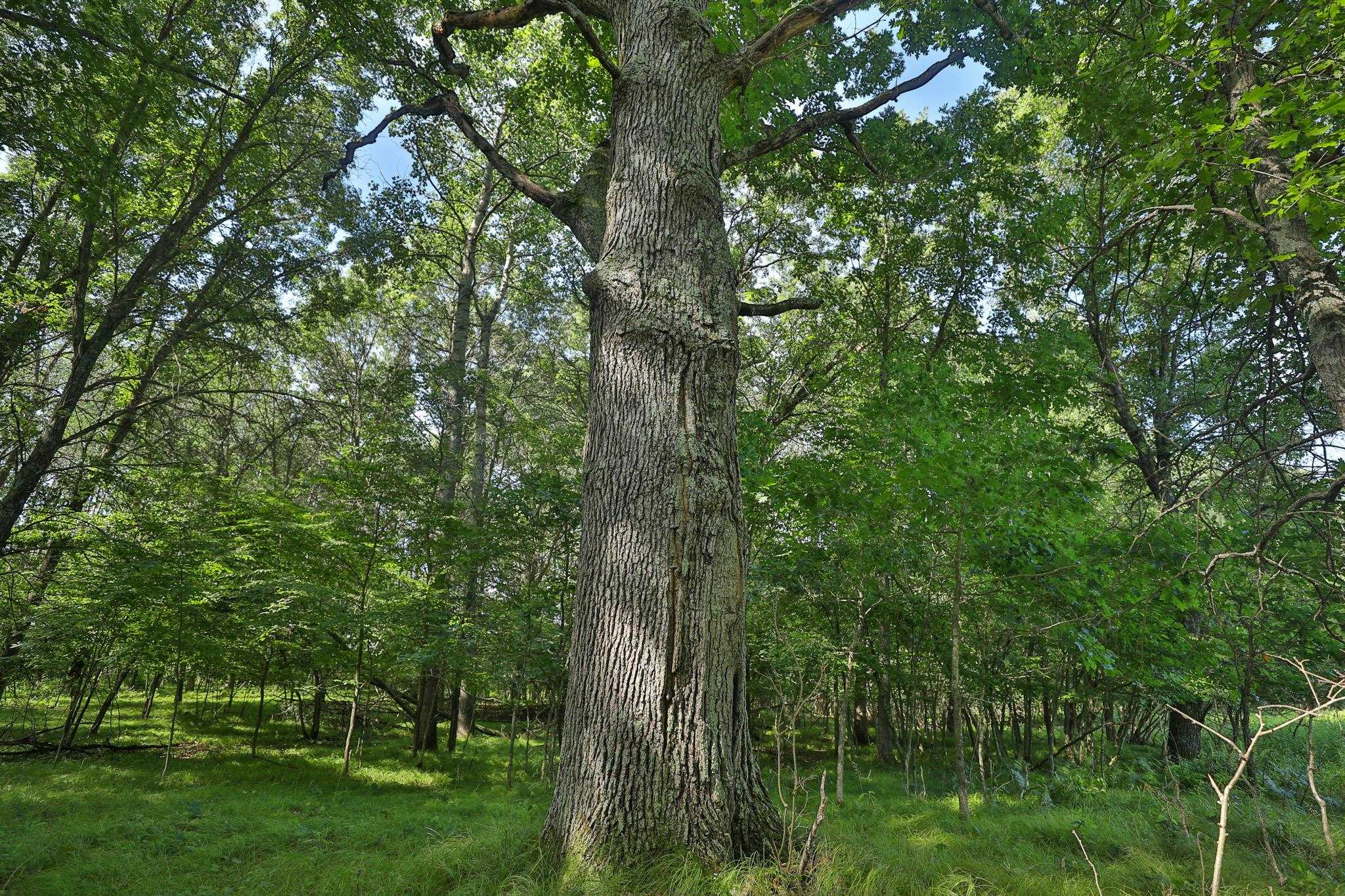 38.85-ac County Road East Pittsville, WI 54466 - Photo 39 of 50
