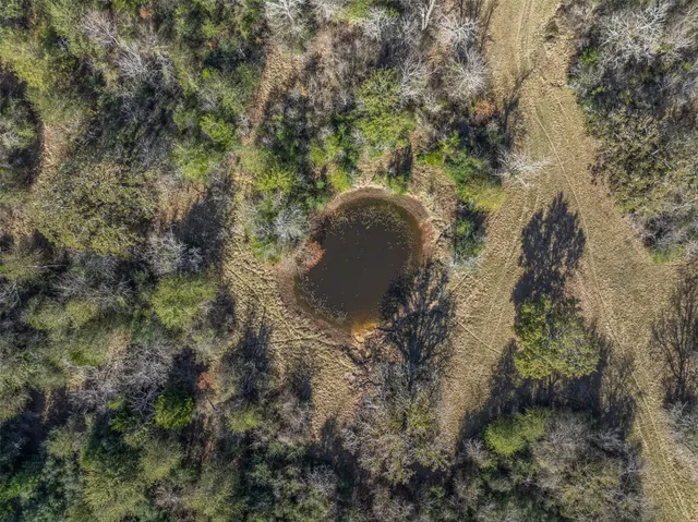 a view of a forest with a tree