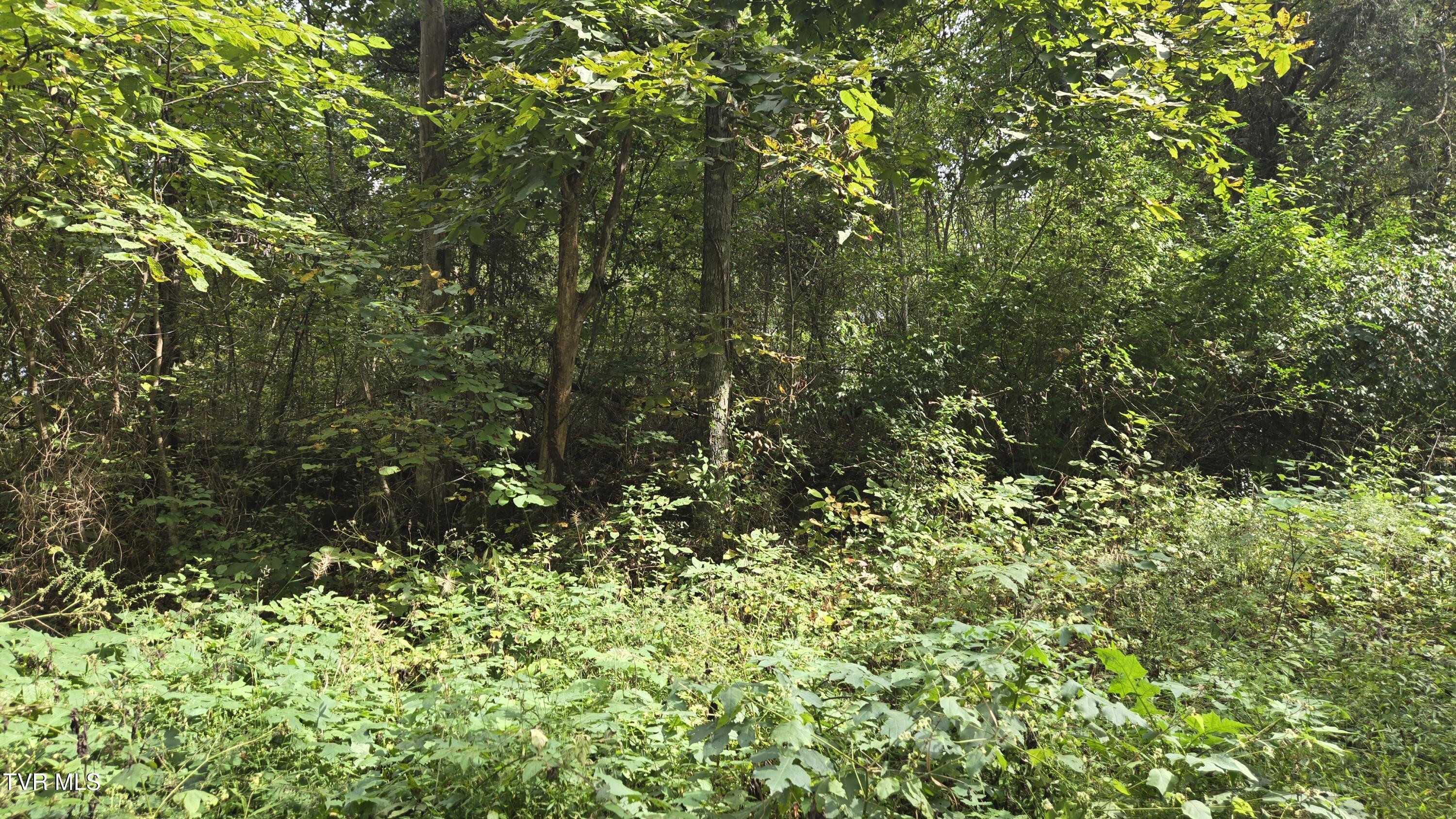 0 Blue Friday Road Gray, TN 37615 - Photo 8 of 9 20250926_143537