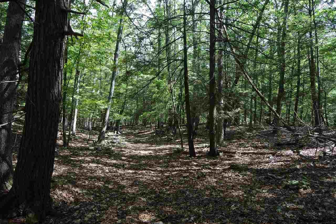 284 Bush Road Stone Ridge, NY 12484 - Photo 25 of 34 a view of outdoor space with trees