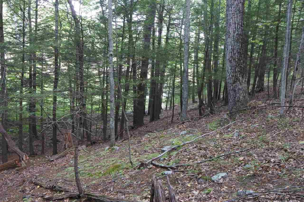 284 Bush Road Stone Ridge, NY 12484 - Photo 28 of 34 a view of a forest that has large trees
