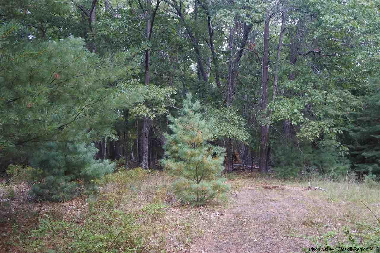 284 Bush Road Stone Ridge, NY 12484 - Photo 32 of 34 a view of a forest with trees in the background