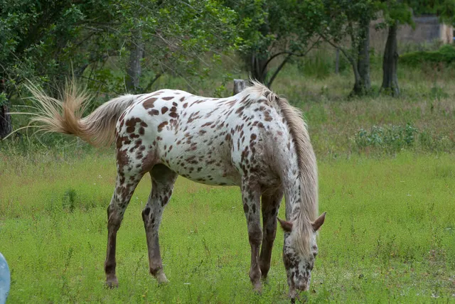 $699,000 | 16324 Haynie Lane, Jupiter, FL 33478