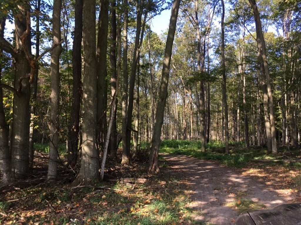 10587 Puffer Road Southwest Fife Lake, MI 49633 - Photo 18 of 23 1905619-17.JPG