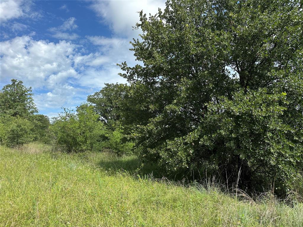 570 Big Salty Lane Springtown, TX 76082 - Photo 36 of 36 Expansive natural landscape featuring mature trees and lush green foliage