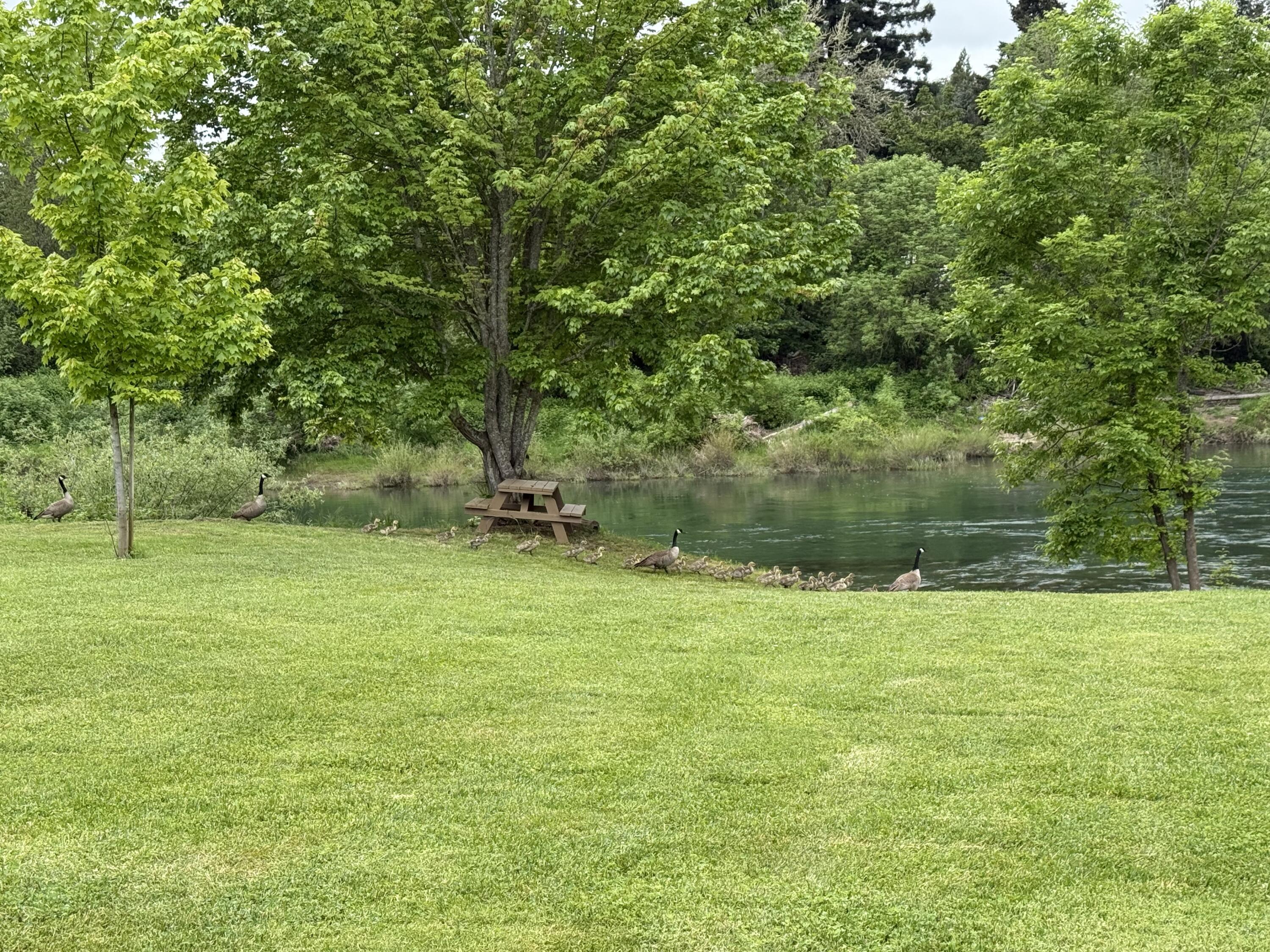 2546 Fisher Road Roseburg, OR 97471 - Photo 57 of 59 a backyard of a house with lots of green space