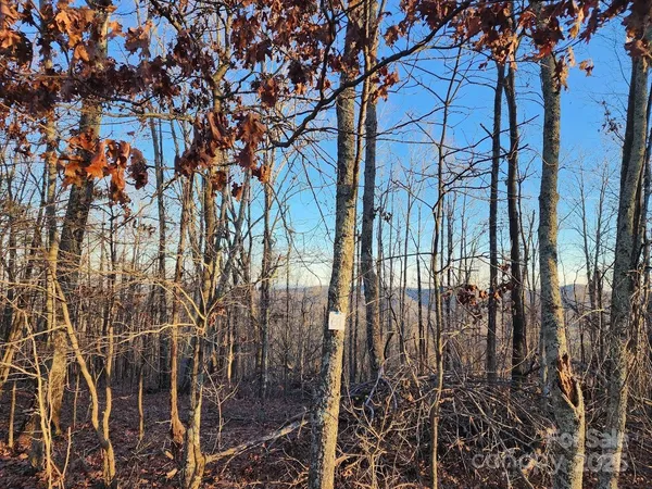 outdoor view of trees