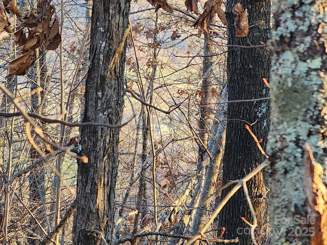 a view of a street with a tree