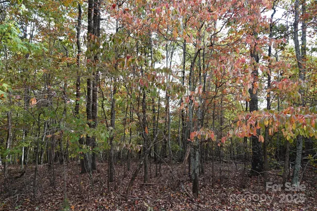 a view of a forest with trees in the background