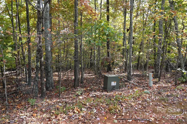 a view of a forest with trees