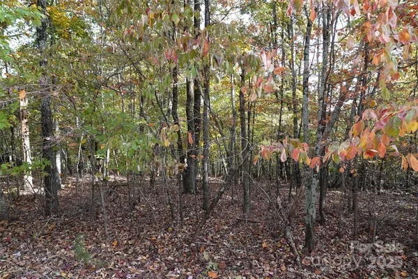 a view of forest