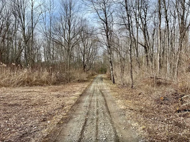 a view of yard with trees