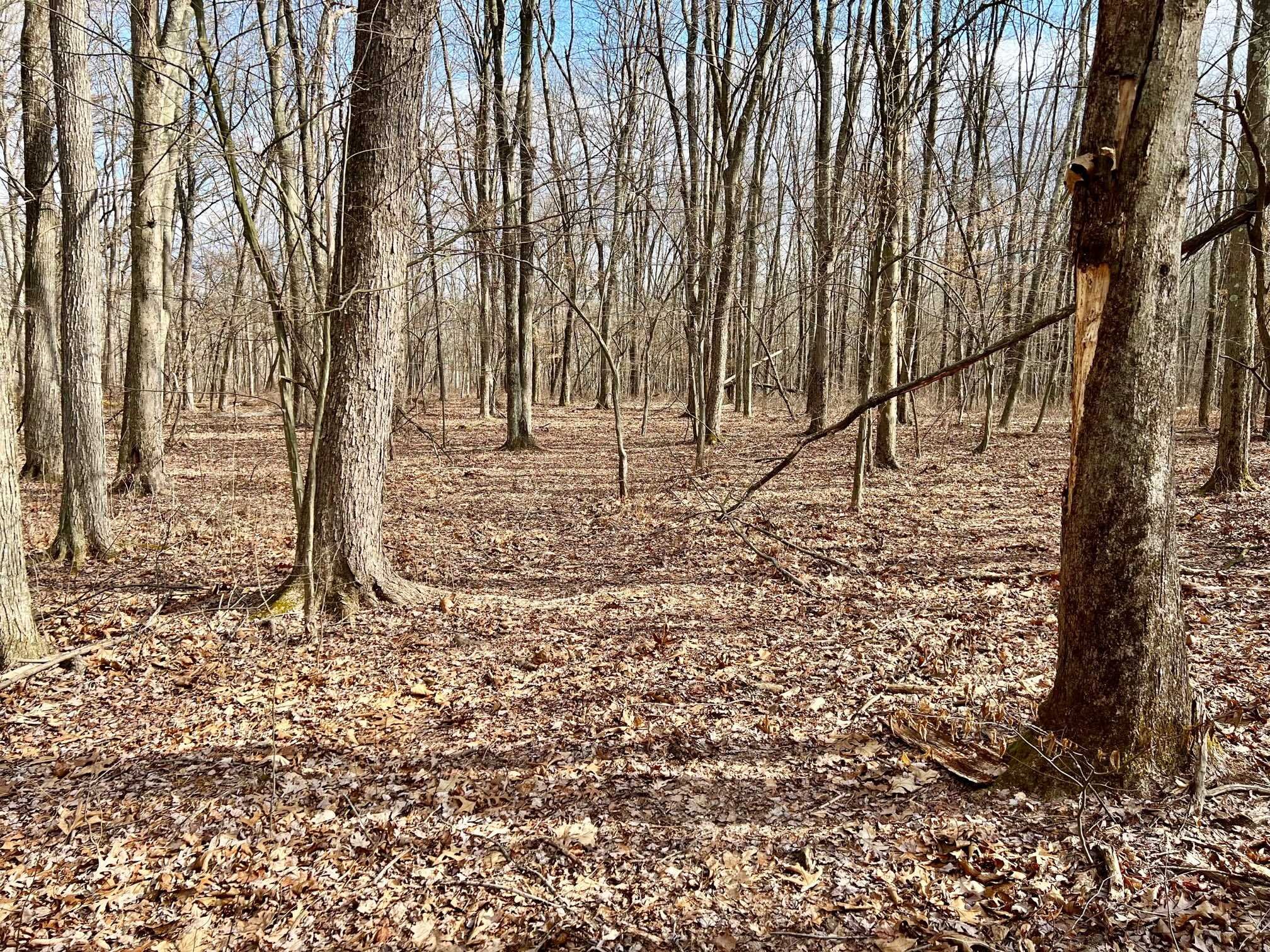 171 Bower Road Pleasant Valley, NY 12603 - Photo 20 of 32 a view of a yard with large trees