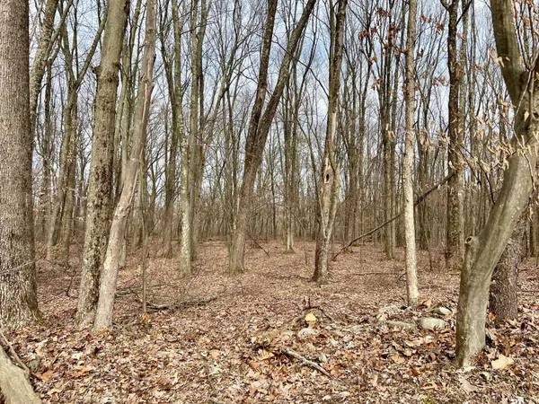 a backyard of a house with lots of trees