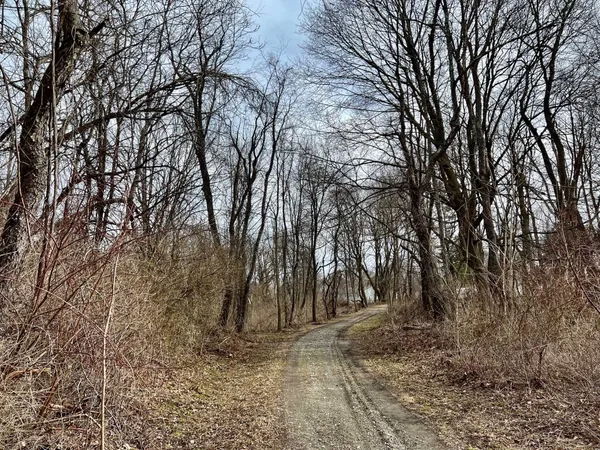 a view of a forest with trees