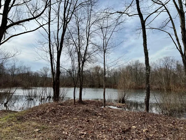 a view of a yard with a tree