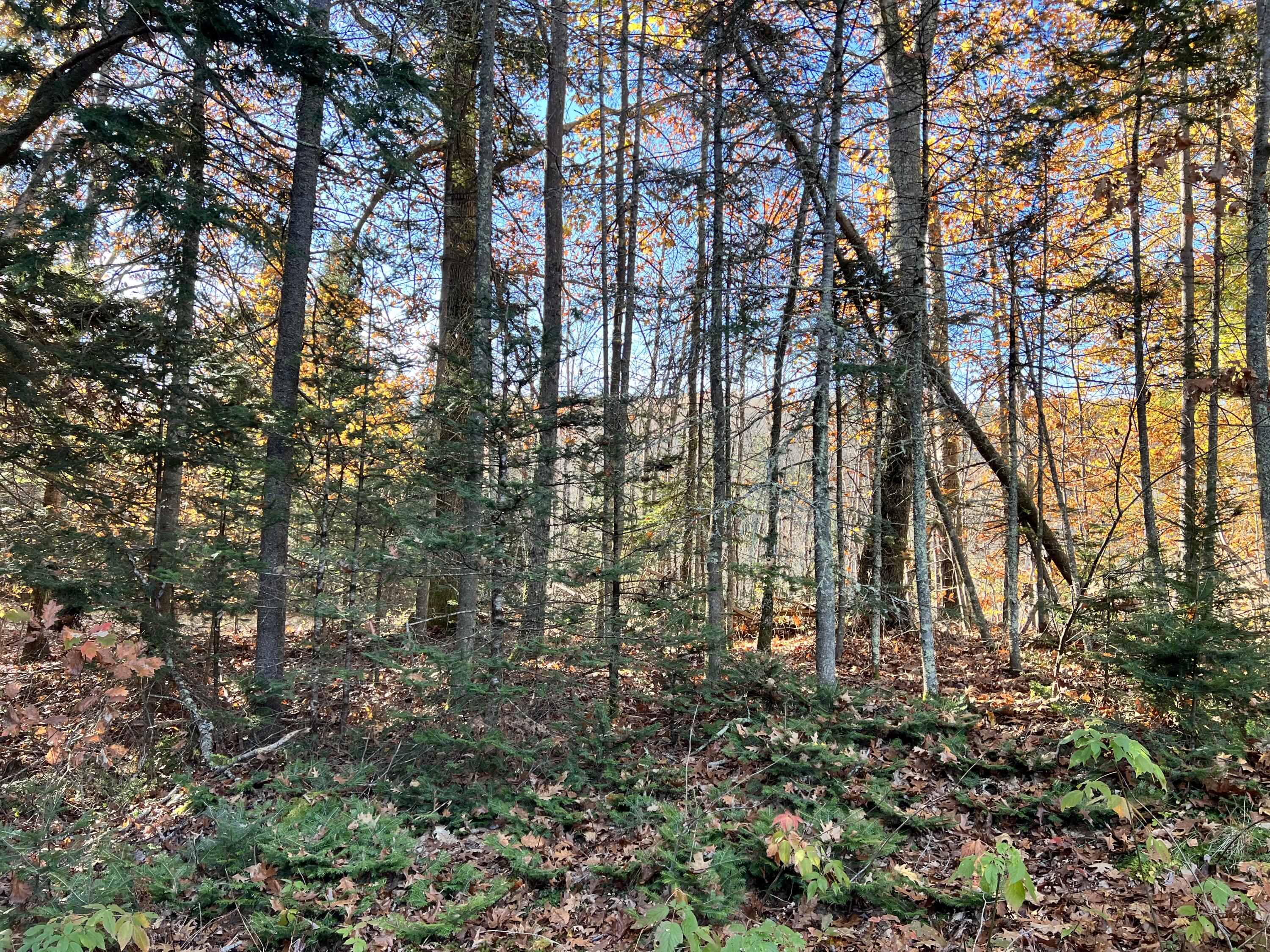 125 Loggin Road Frankfort, ME 04438 - Photo 91 of 101 583243B0-5827-4210-8975-A75650B94F1E
