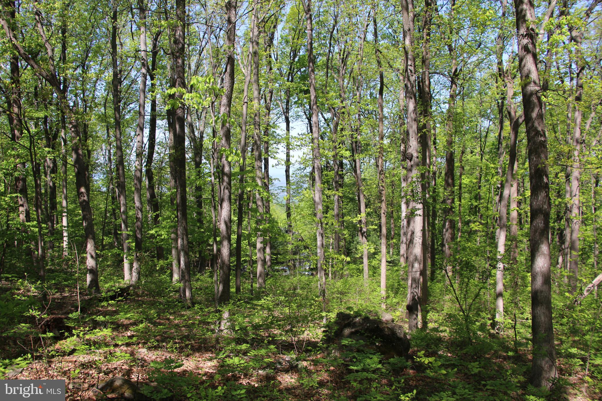 4011 Blue Mountain Road Front Royal, VA 22630 - Photo 22 of 44
