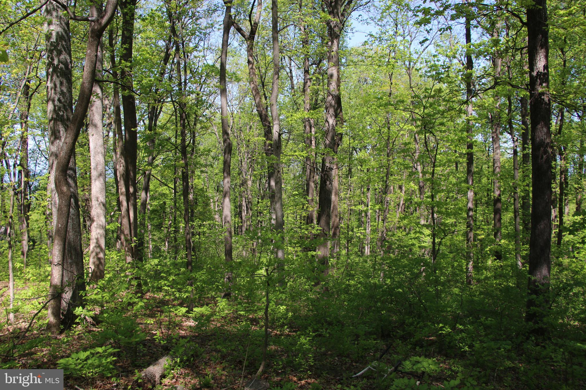 4011 Blue Mountain Road Front Royal, VA 22630 - Photo 24 of 44
