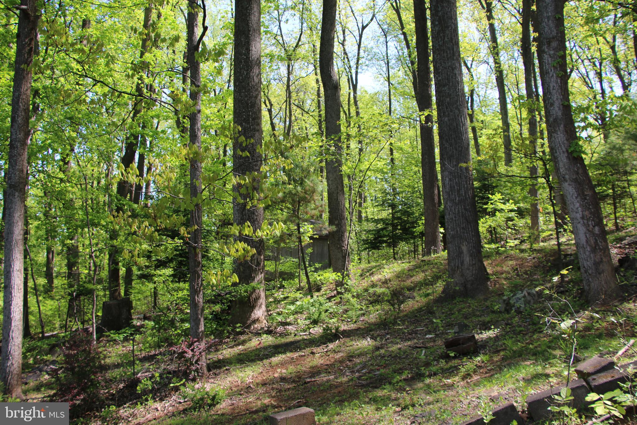 4011 Blue Mountain Road Front Royal, VA 22630 - Photo 10 of 44