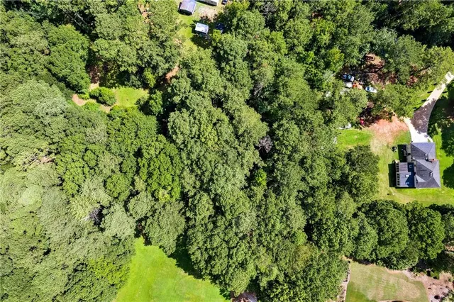 a view of a lush green forest with a tree