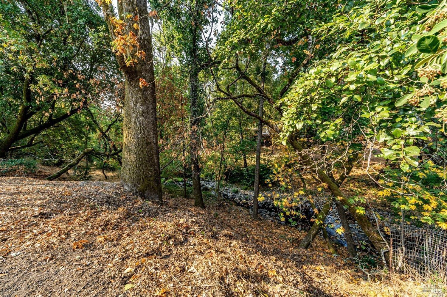 a view of a forest with trees in the background