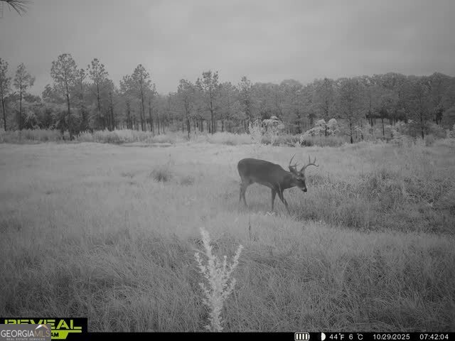 4066 Green Grove Road Lumpkin, GA 31815 - Photo 48 of 48 Gallery Image 48