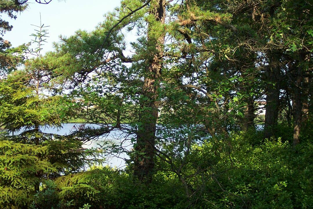 762 Sage Road Long Pond, PA 18334 - Photo 1 of 10 a picture of tree