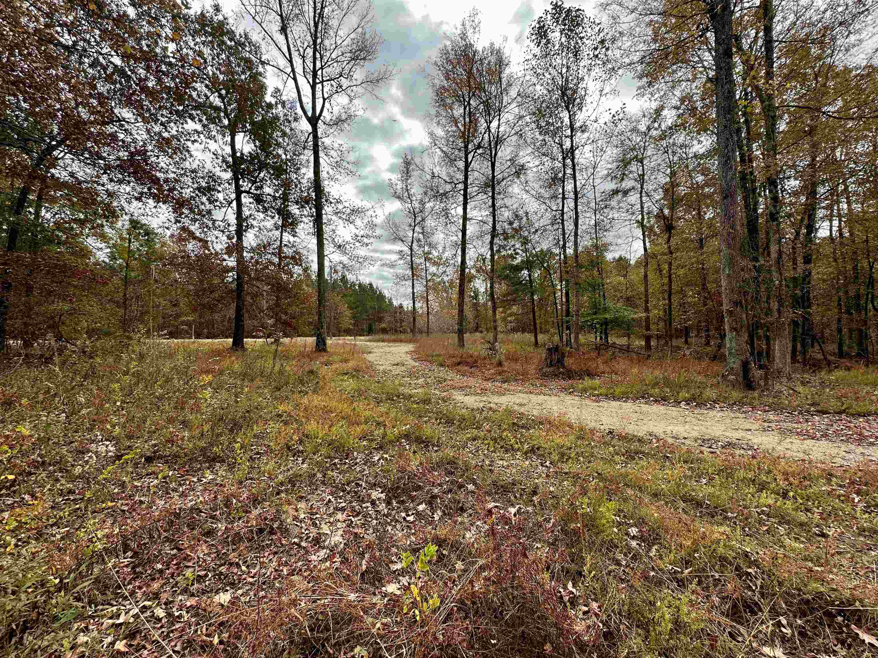 5-acres Monk House Road Somerville, TN 38068 - Photo 13 of 15 a view of yard with trees