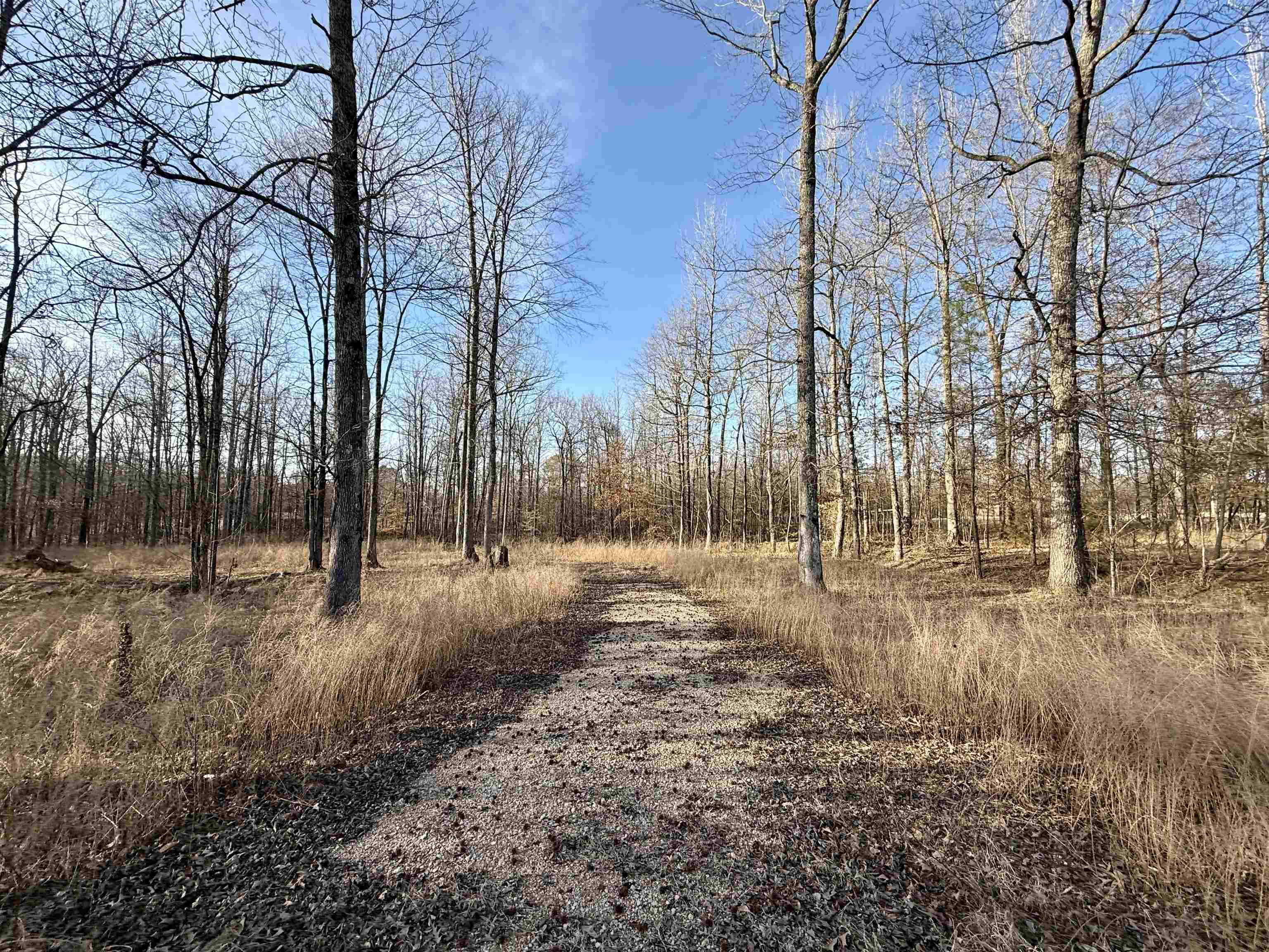 5-acres Monk House Road Somerville, TN 38068 - Photo 4 of 15 a view of a yard with trees