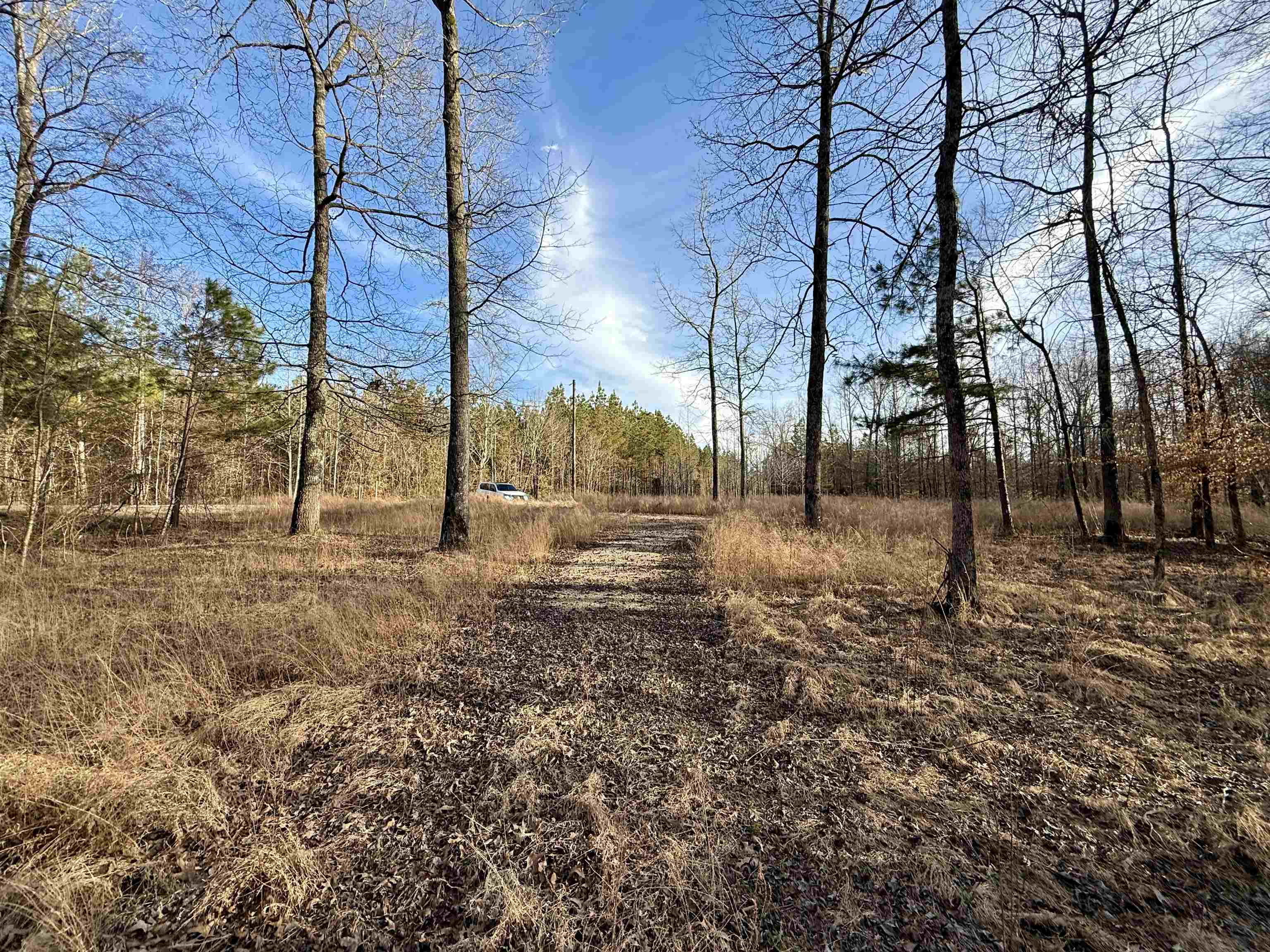 5-acres Monk House Road Somerville, TN 38068 - Photo 5 of 15 a view of a yard with trees