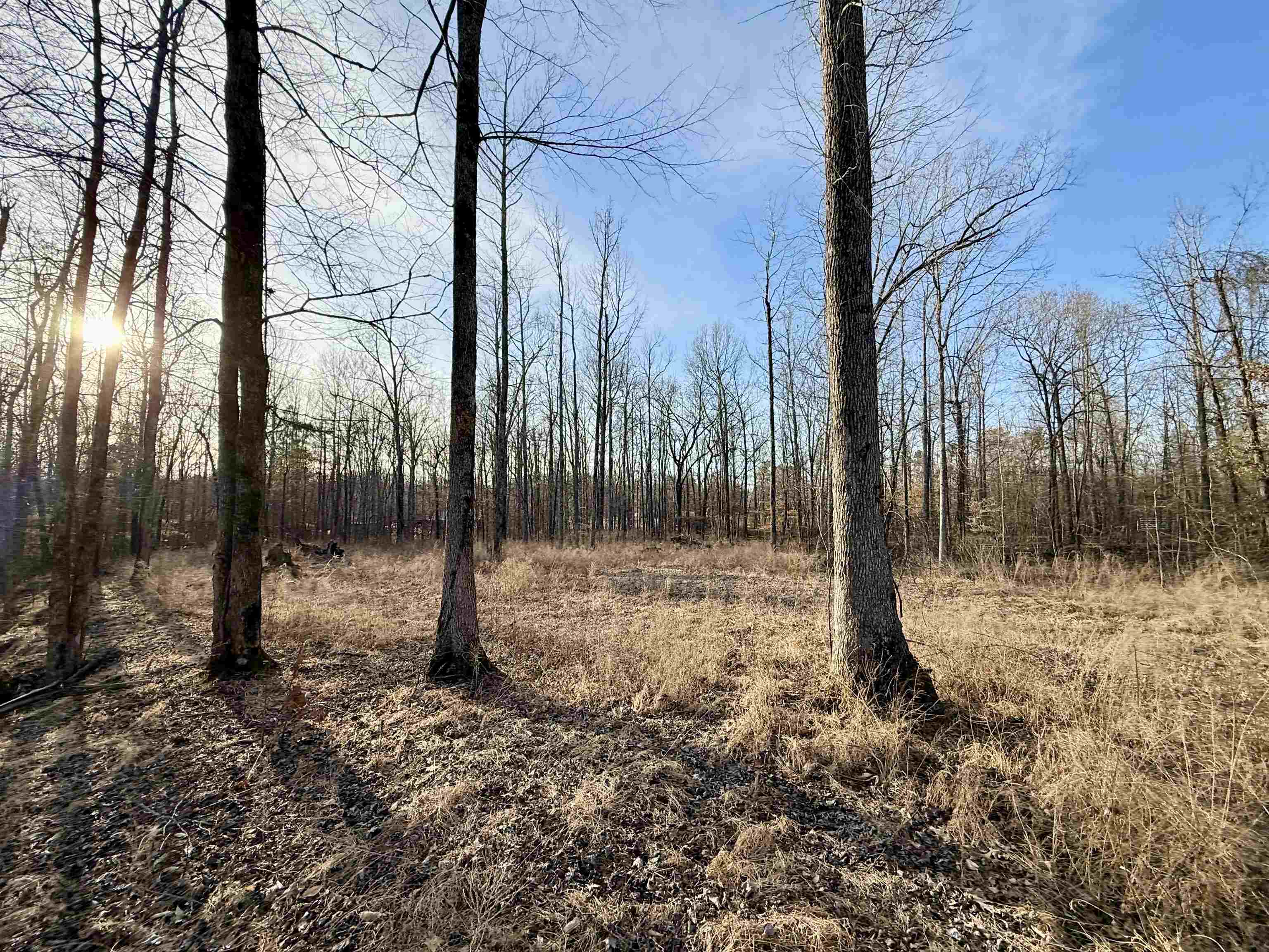 5-acres Monk House Road Somerville, TN 38068 - Photo 8 of 15 a backyard of a house with lots of tall trees