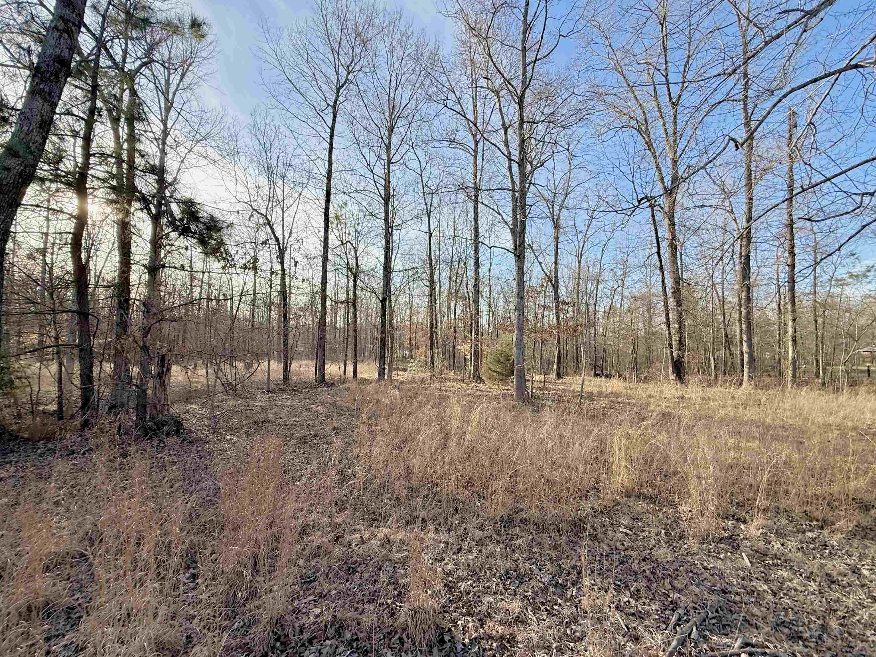 5-acres Monk House Road Somerville, TN 38068 - Photo 10 of 15 a view of a yard with trees