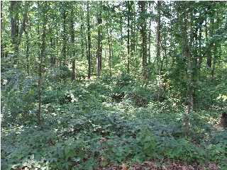 1 Firetower Road Tracy City, TN 37387 - Photo 1 of 4 Primary Photo