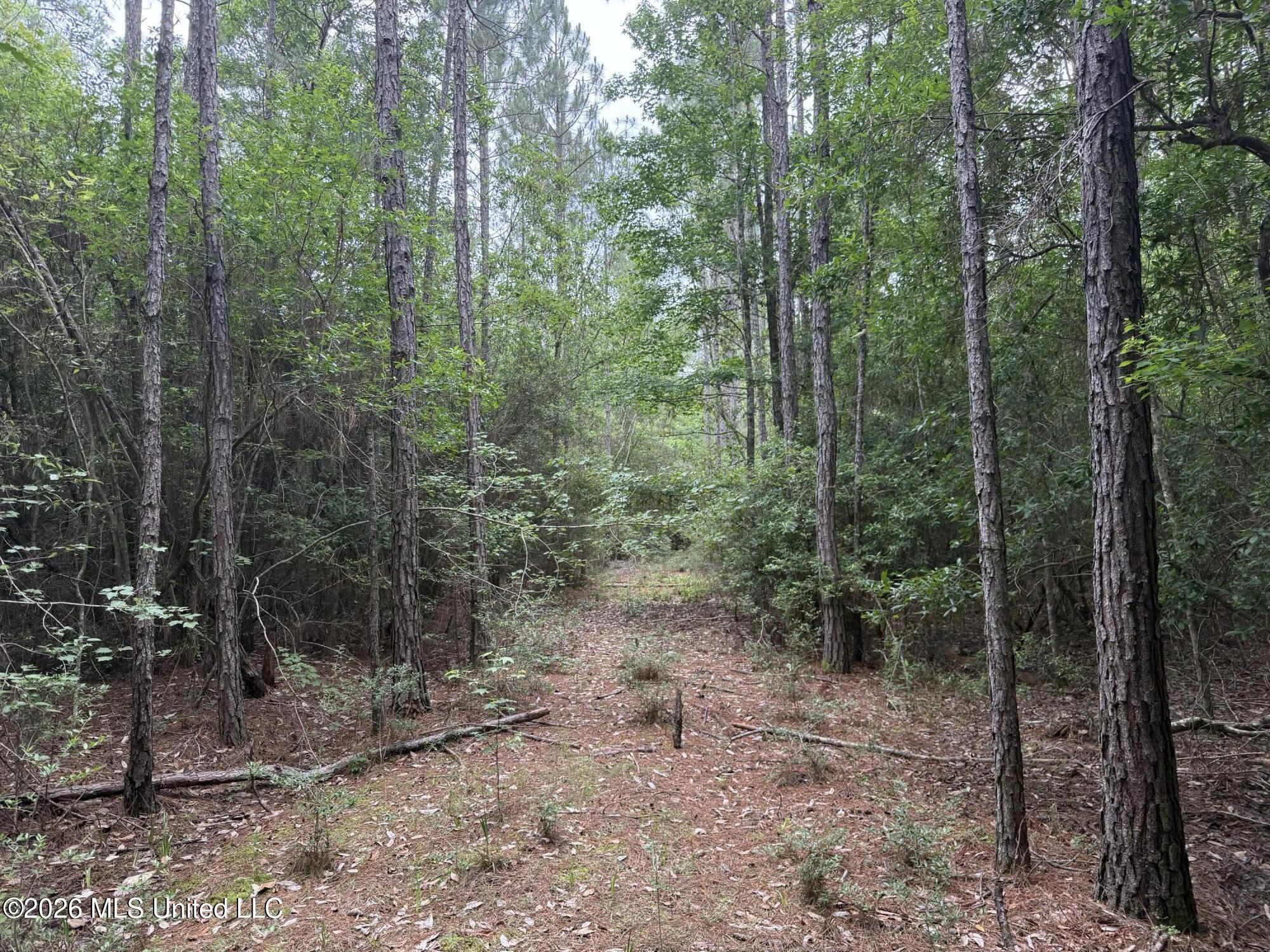 49 Highway Saucier Ms 39574 Saucier, MS 39574 - Photo 1 of 9 Wooded trail entering property