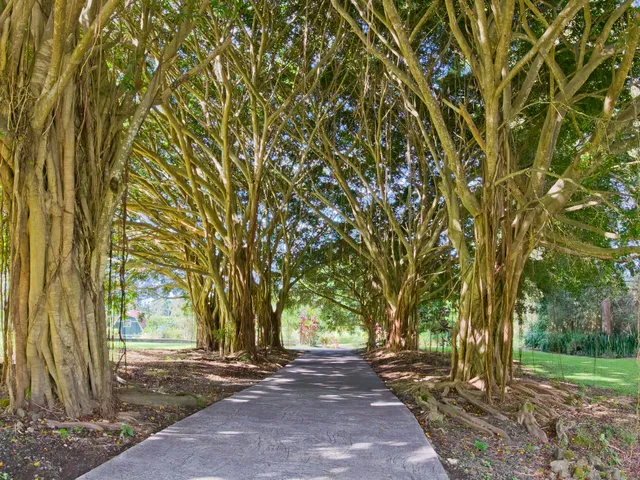 a view of a yard with plants and trees