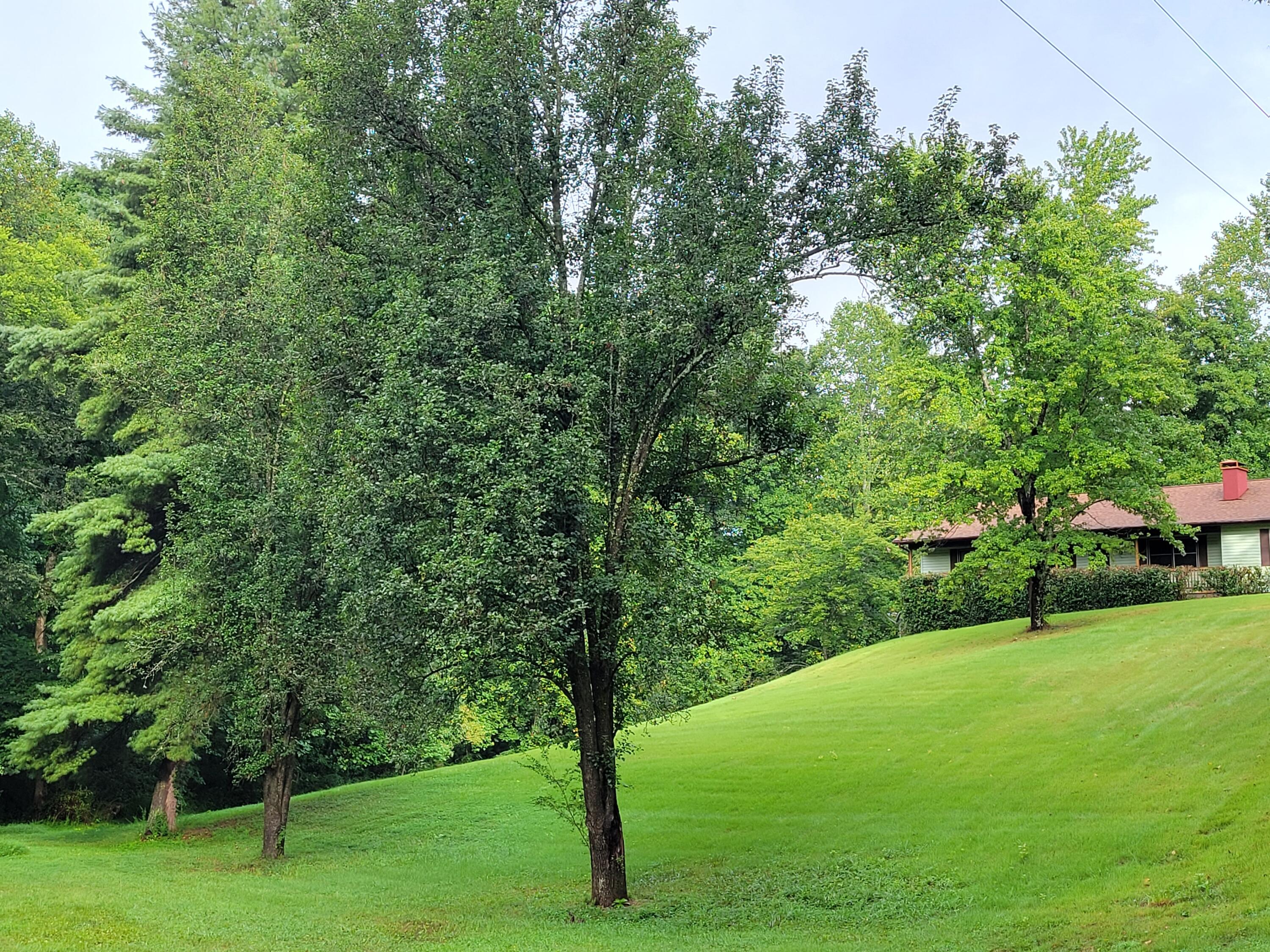 655 Ed Davis Road Maryville, TN 37801 - Photo 3 of 24 20210816_084055
