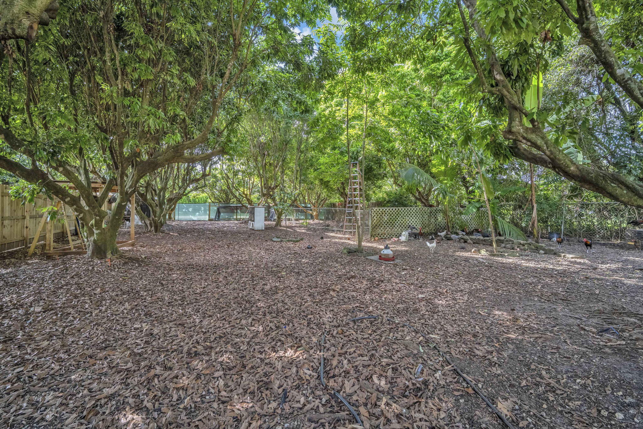 15225 Southwest 235th Street Homestead, FL 33032 - Photo 72 of 96 a view of a yard with a tree
