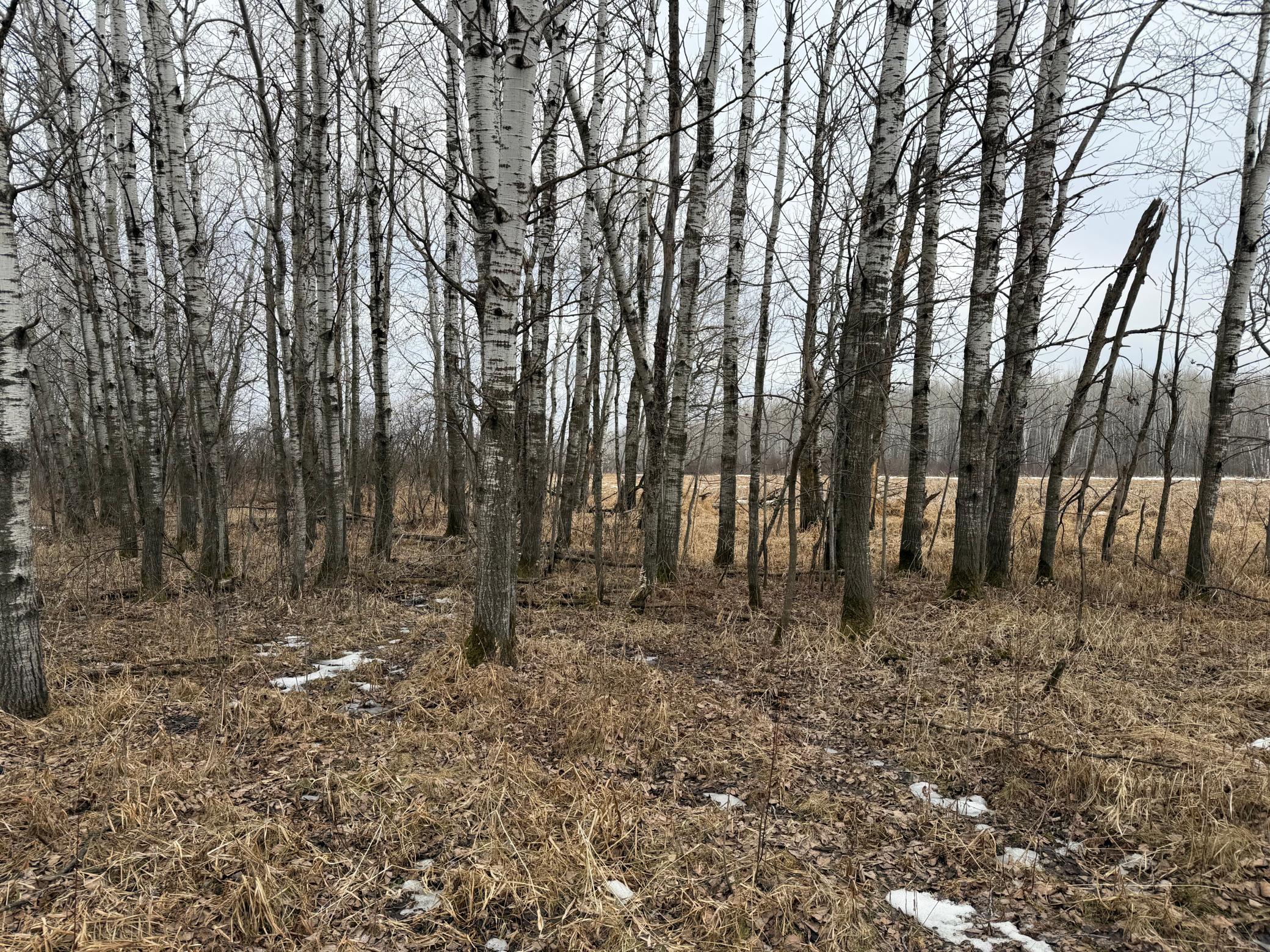 Tbd-b 180th Street Milaca, MN 56353 - Photo 43 of 80