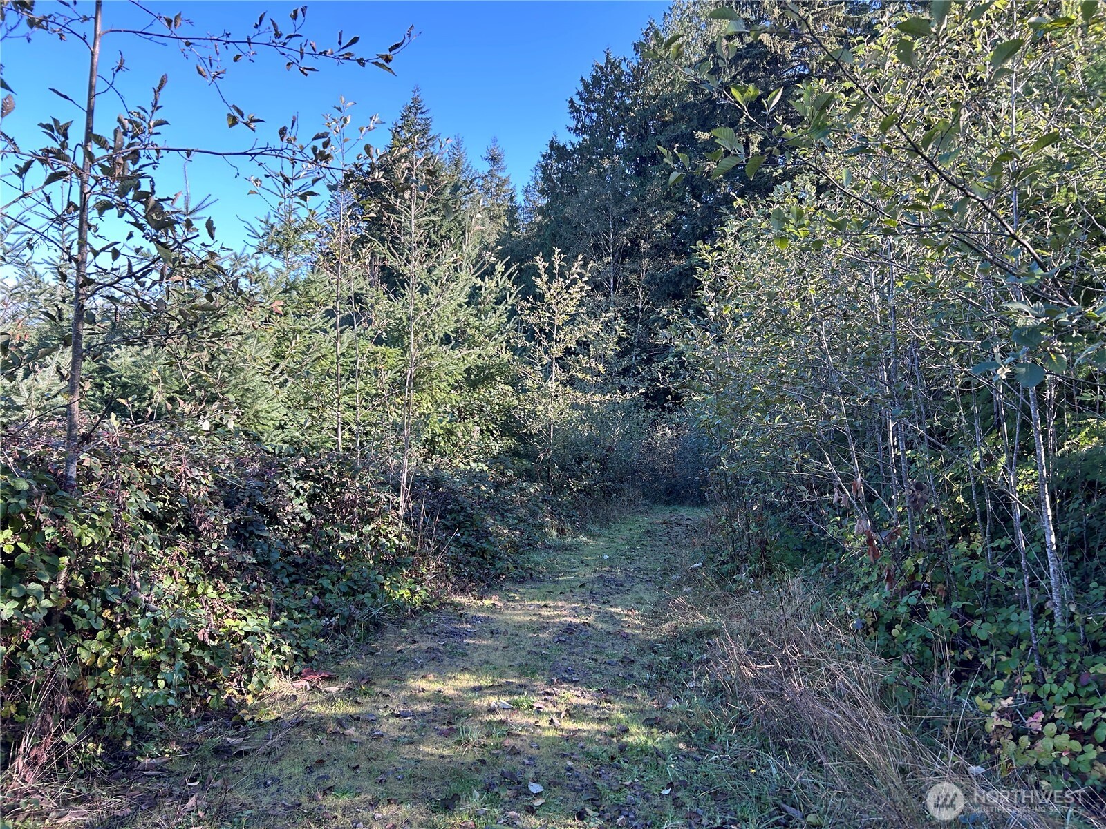 a view of a forest with trees in the background