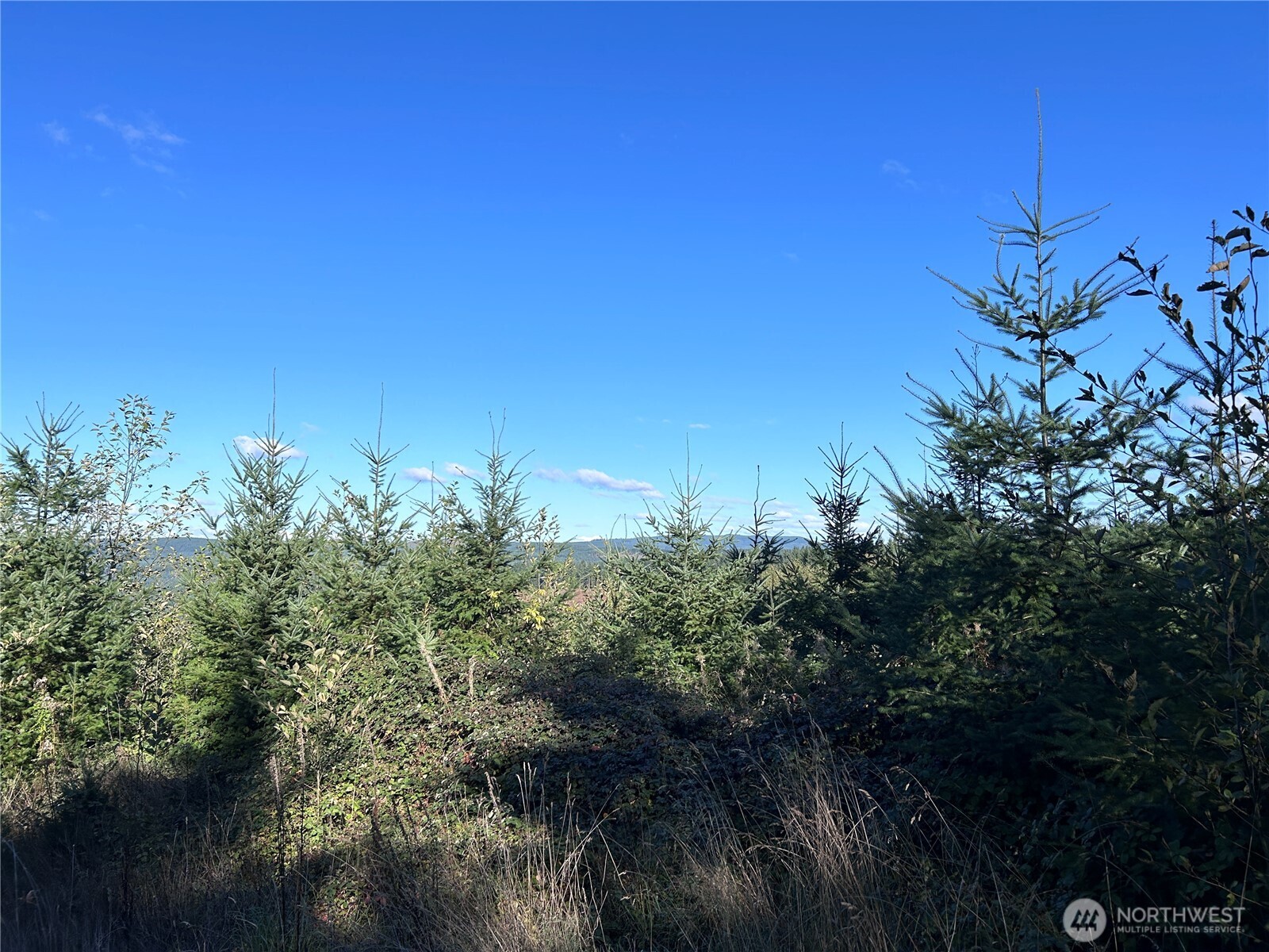 -nka Mt Brynion Road Kelso, WA 98626 - Photo 3 of 3 a view of a yard