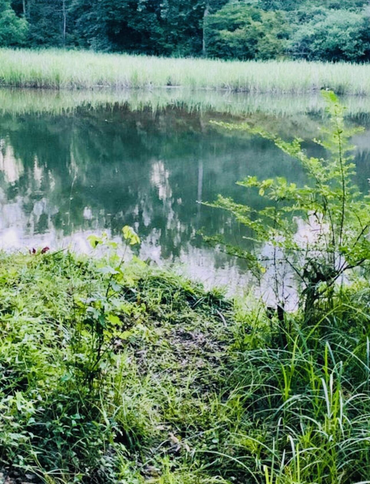 12811 Thatch Road Harrison, TN 37341 - Photo 9 of 39 IMG_0788