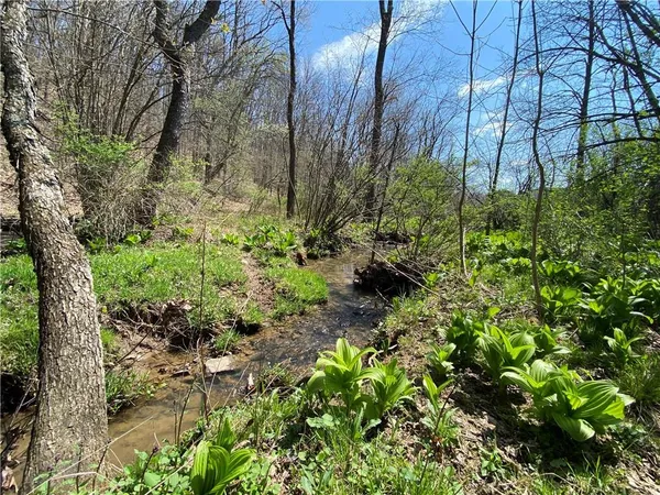 a plant that is in a garden