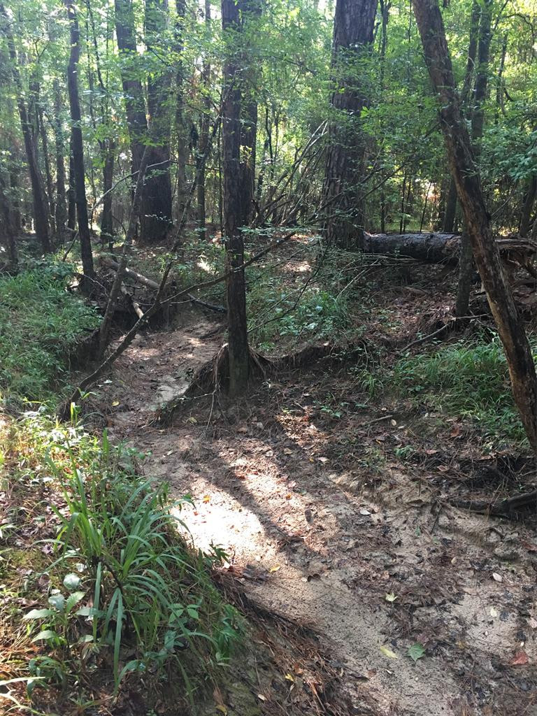 0 Roundtop Hill Road Meadville, MS 39653 - Photo 1 of 1 Main View