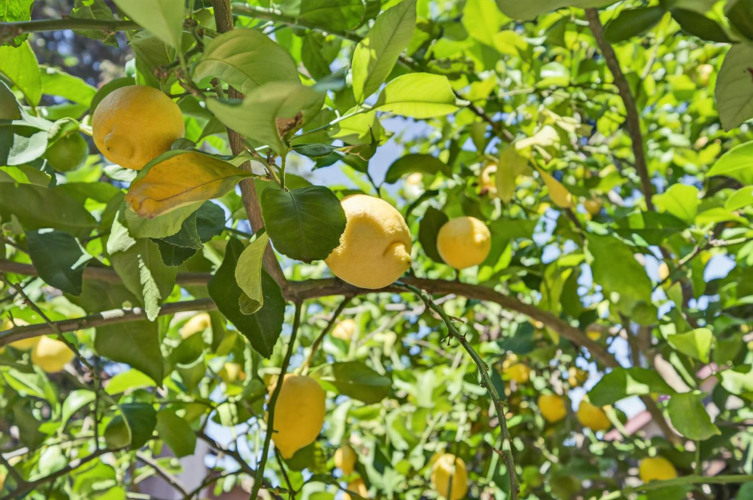 3423 Cook Street Rocklin, CA 95765 - Photo 30 of 33