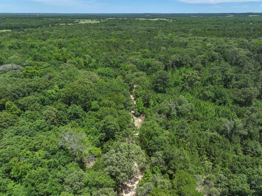 8079 Rd Ben Wheeler Tx 75754 Road Ben Wheeler, TX 75754 - Photo 17 of 37 a view of a lush green space