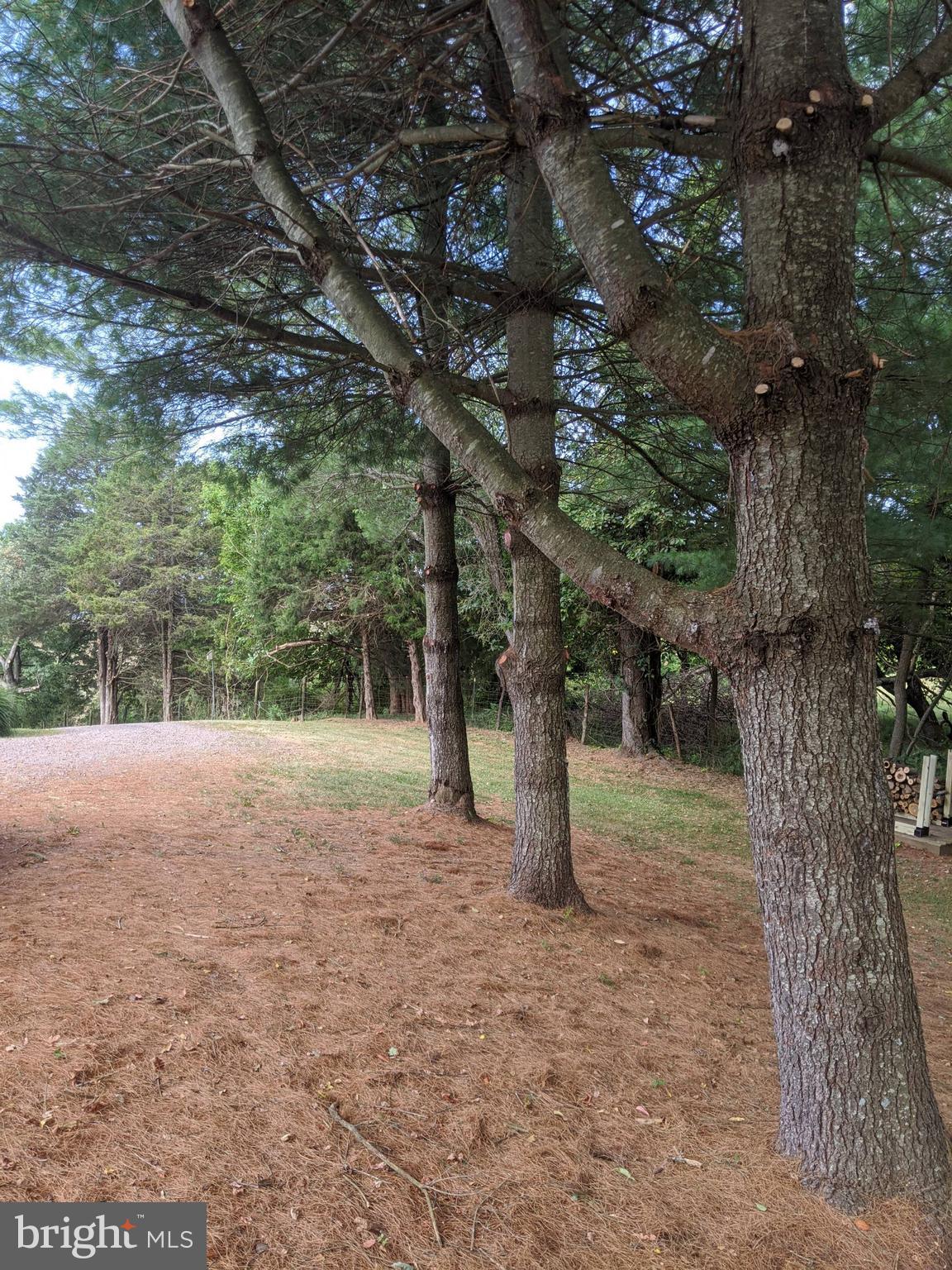 80 Rudasill Mill Road Woodville, VA 22749 - Photo 26 of 27 Recently Trimmed trees along driveway