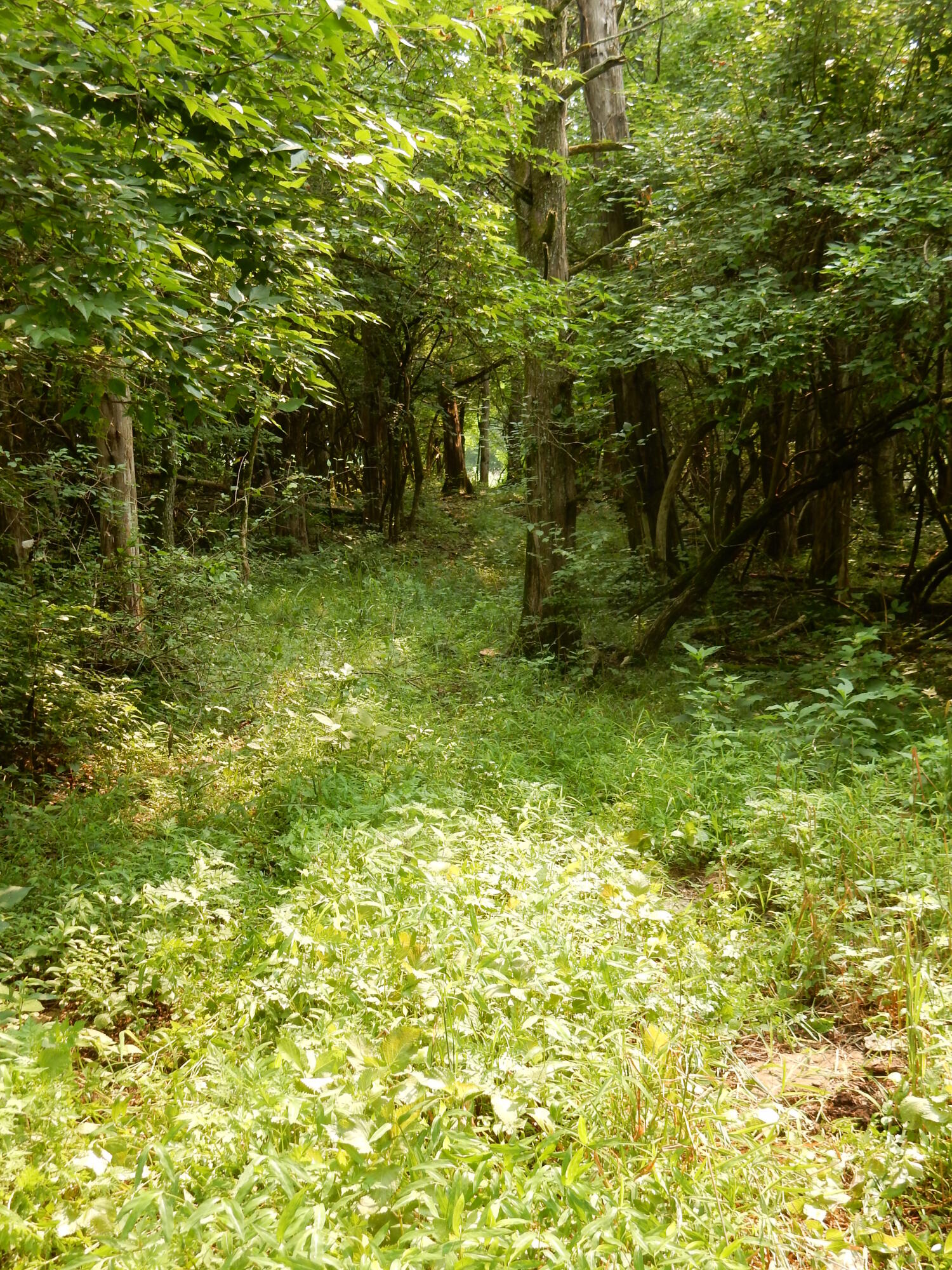 1081 Hifner Road Versailles, KY 40383 - Photo 77 of 91 1081 Hifner