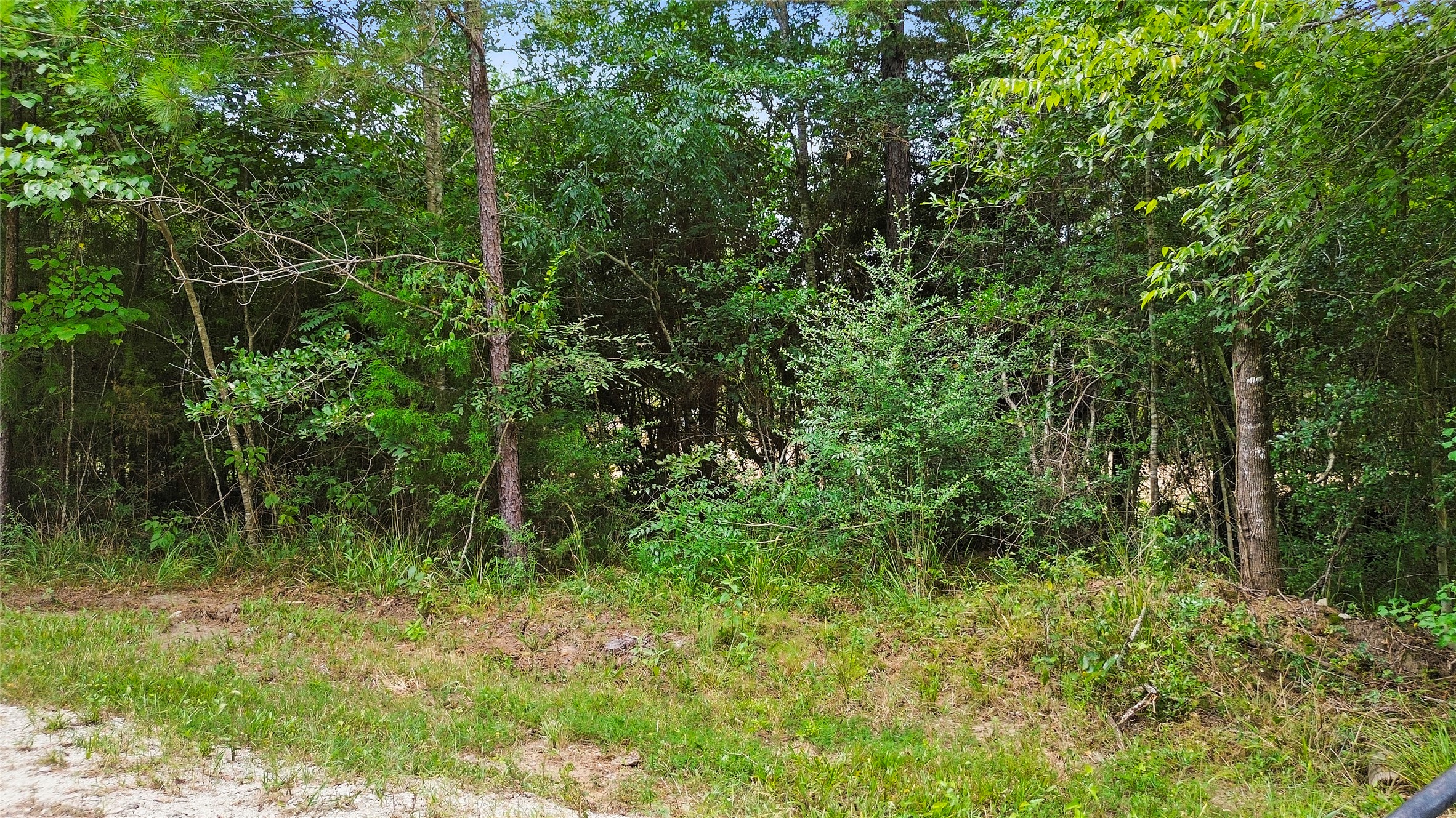 Tbd Big Woods Road New Waverly, TX 77358 - Photo 5 of 11 a view of a lush green forest