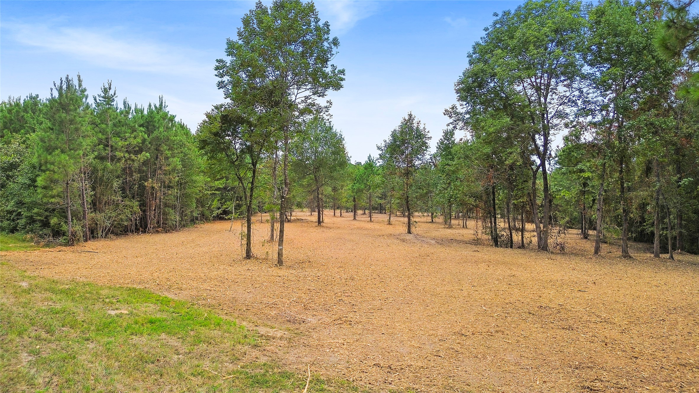 Tbd Big Woods Road New Waverly, TX 77358 - Photo 6 of 11 a view of a yard with a trees